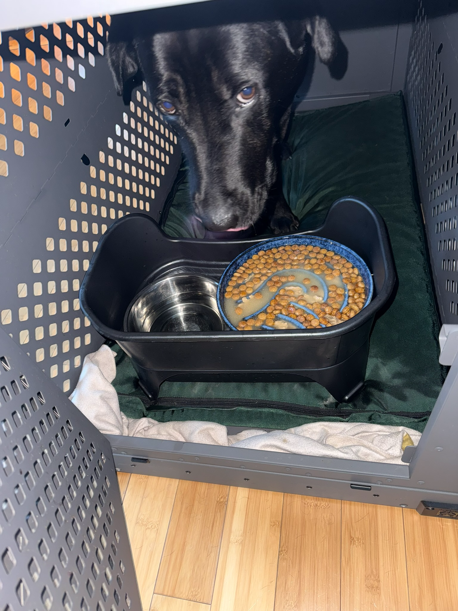 Bob's food and water inside his crate